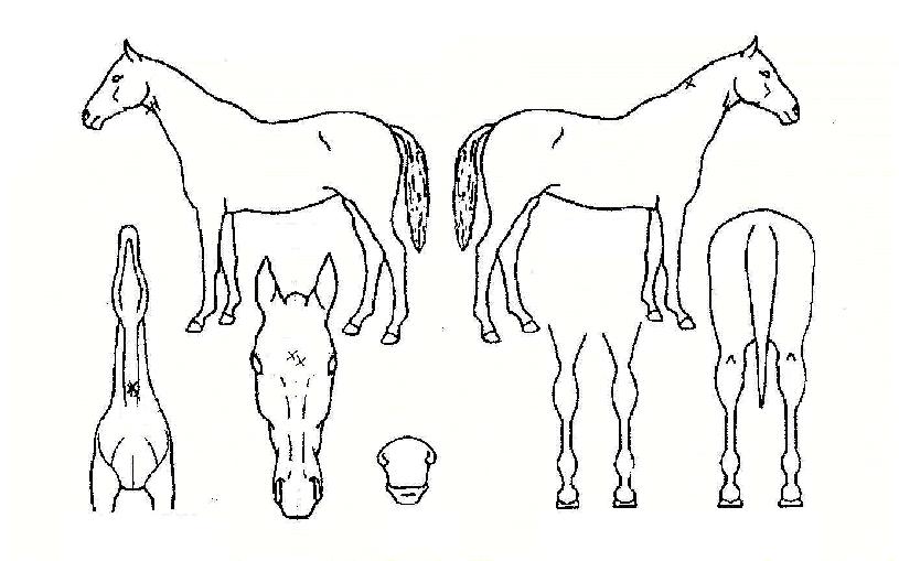 ¸¸ÃµÇÏÀÇ Ãø¸é,¿ì¸é,µÞ¸é,µÎ»ó,´Ù¸®ÀÇ Æ¯Â¡µµÇØ