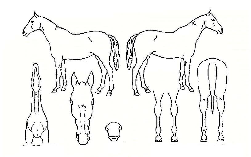 ¿©·¯ºÐÀÇÃàÁ¦ÀÇ Ãø¸é,¿ì¸é,µÞ¸é,µÎ»ó,´Ù¸®ÀÇ Æ¯Â¡µµÇØ