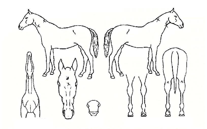 ��������� ����,���,�޸�,�λ�,�ٸ��� Ư¡����