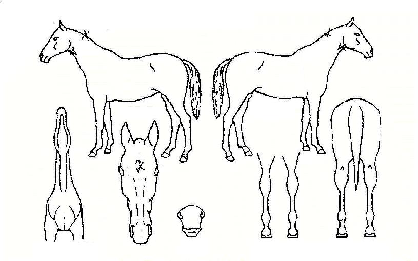 �����Ͼ��� ����,���,�޸�,�λ�,�ٸ��� Ư¡����