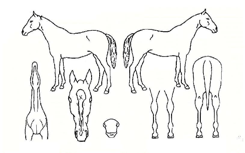 ÇÏÀ̼¼ºìÀÇ Ãø¸é,¿ì¸é,µÞ¸é,µÎ»ó,´Ù¸®ÀÇ Æ¯Â¡µµÇØ