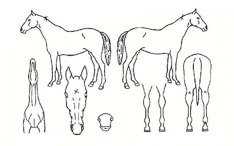 ŵ������� ����,���,�޸�,�λ�,�ٸ��� Ư¡����