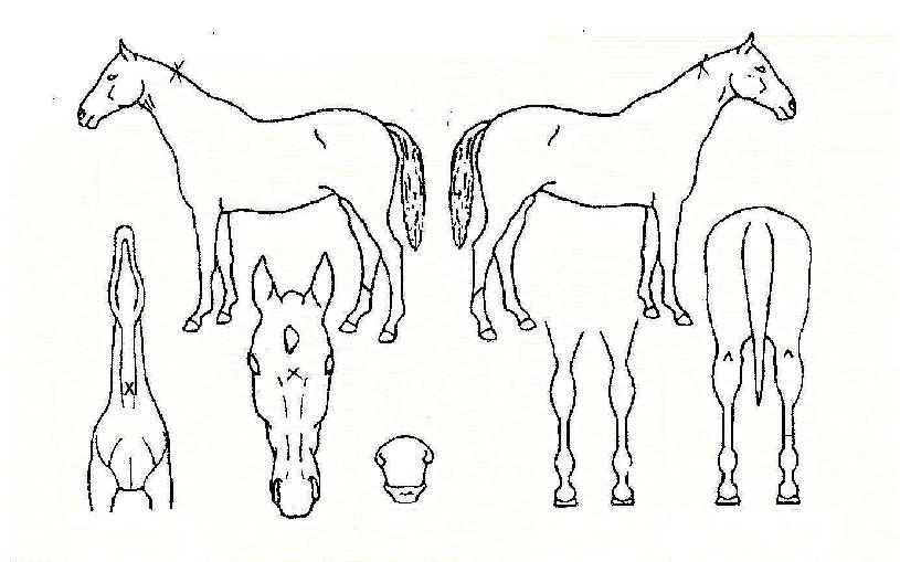 ¸¶ÀÌÆ¼·¯³ÊÀÇ Ãø¸é,¿ì¸é,µÞ¸é,µÎ»ó,´Ù¸®ÀÇ Æ¯Â¡µµÇØ