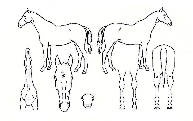 ¾Ö´ÏÄ«ÄýÀÇ Ãø¸é,¿ì¸é,µÞ¸é,µÎ»ó,´Ù¸®ÀÇ Æ¯Â¡µµÇØ