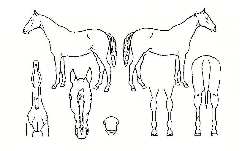 ÇØÇǼ±¼ÂÀÇ Ãø¸é,¿ì¸é,µÞ¸é,µÎ»ó,´Ù¸®ÀÇ Æ¯Â¡µµÇØ