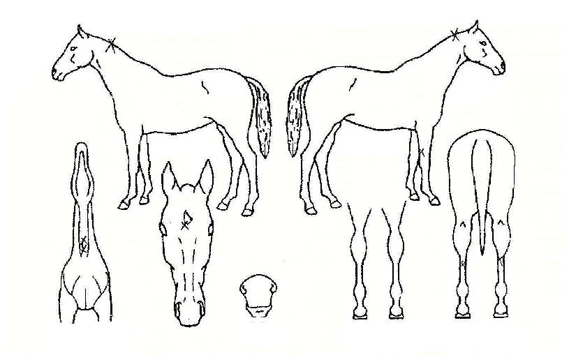 �������� ����,���,�޸�,�λ�,�ٸ��� Ư¡����