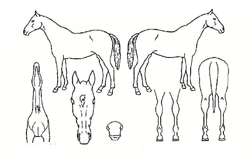 À屺½ÅÈÀÇ Ãø¸é,¿ì¸é,µÞ¸é,µÎ»ó,´Ù¸®ÀÇ Æ¯Â¡µµÇØ