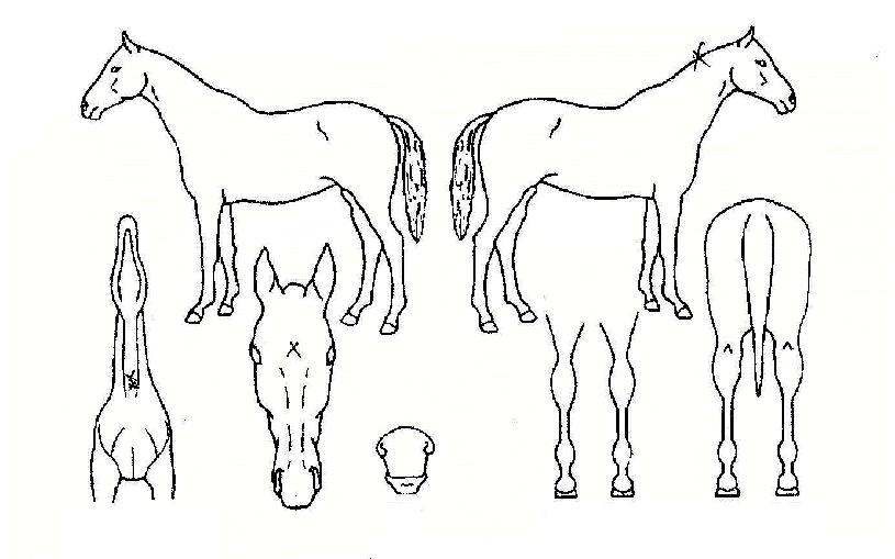 À屺µµÀÇ Ãø¸é,¿ì¸é,µÞ¸é,µÎ»ó,´Ù¸®ÀÇ Æ¯Â¡µµÇØ