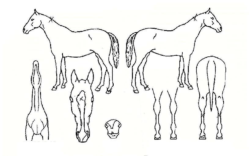 ¿ÍÀϵåèÇǾðÀÇ Ãø¸é,¿ì¸é,µÞ¸é,µÎ»ó,´Ù¸®ÀÇ Æ¯Â¡µµÇØ