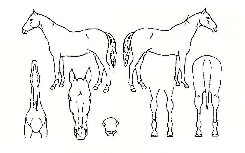 ½Å¼ºÀåÀÇ Ãø¸é,¿ì¸é,µÞ¸é,µÎ»ó,´Ù¸®ÀÇ Æ¯Â¡µµÇØ