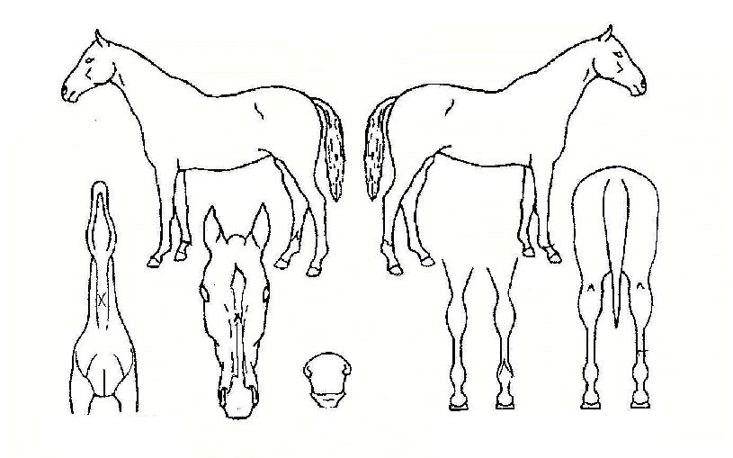 ºÎ»êÆòÁ¤ÀÇ Ãø¸é,¿ì¸é,µÞ¸é,µÎ»ó,´Ù¸®ÀÇ Æ¯Â¡µµÇØ