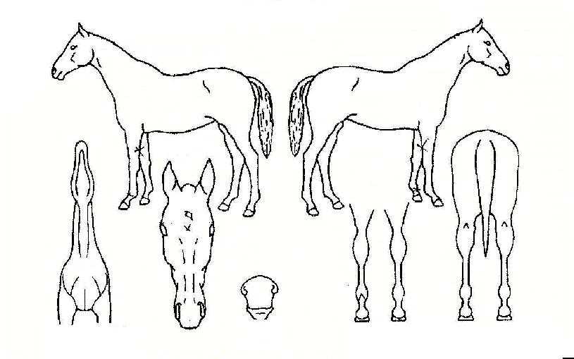 Æ÷½ÃÁðÀÇ Ãø¸é,¿ì¸é,µÞ¸é,µÎ»ó,´Ù¸®ÀÇ Æ¯Â¡µµÇØ