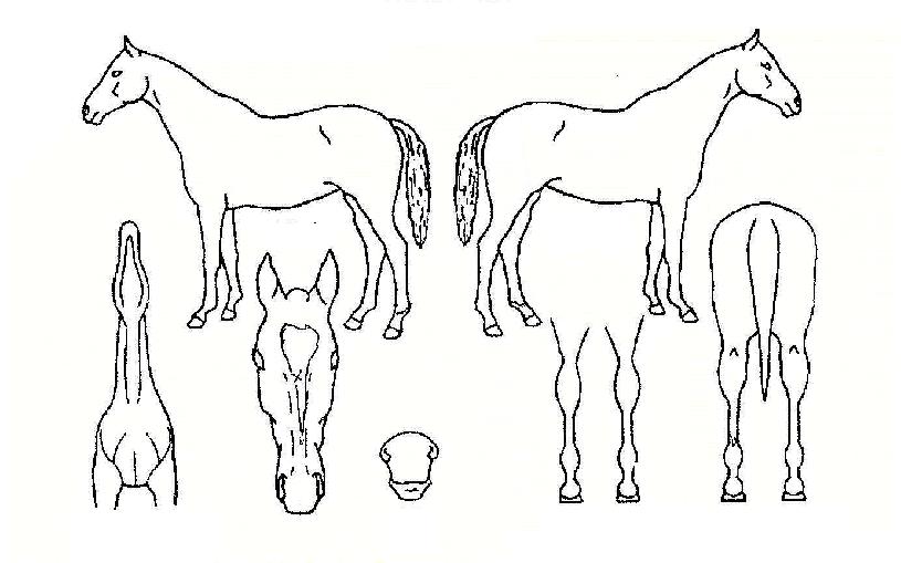 ¾Æ¿ö·¯ºêÀÇ Ãø¸é,¿ì¸é,µÞ¸é,µÎ»ó,´Ù¸®ÀÇ Æ¯Â¡µµÇØ