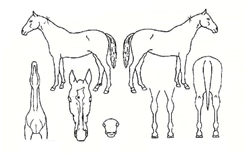 ���ŵ��� ����,���,�޸�,�λ�,�ٸ��� Ư¡����