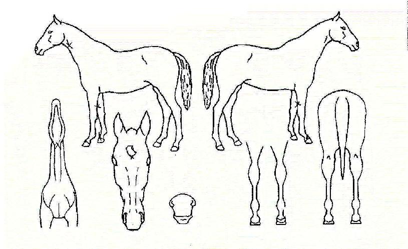 °Ù¿ÀÇÁÇöóÀ×ÀÚ¸¶ÀÇ Ãø¸é,¿ì¸é,µÞ¸é,µÎ»ó,´Ù¸®ÀÇ Æ¯Â¡µµÇØ