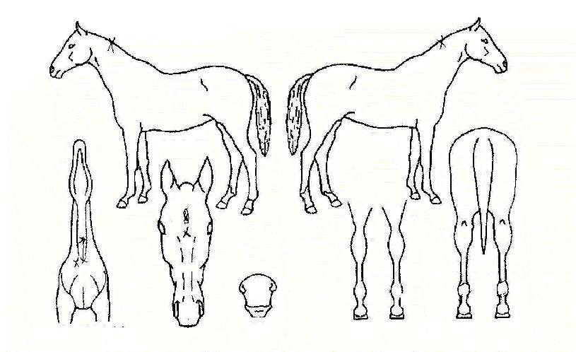 õ»ó»ç°èÀÇ Ãø¸é,¿ì¸é,µÞ¸é,µÎ»ó,´Ù¸®ÀÇ Æ¯Â¡µµÇØ