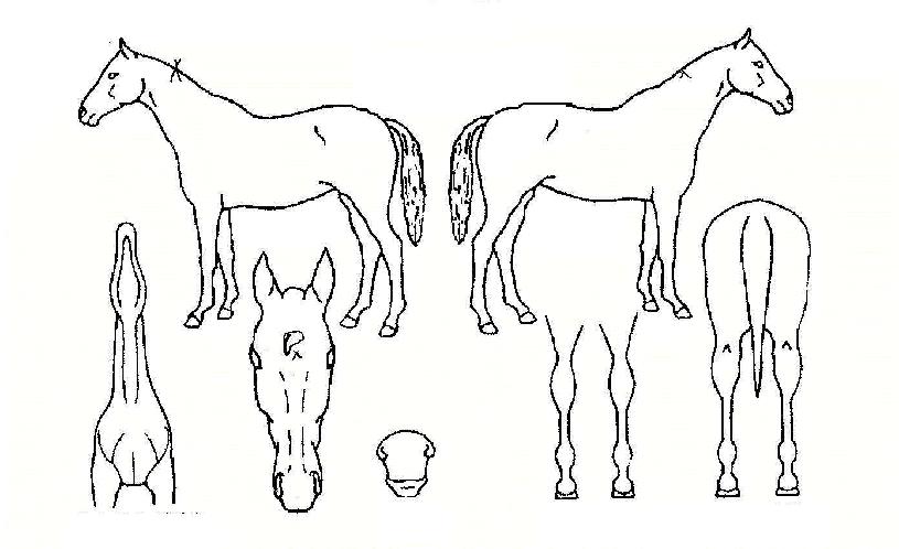 ���������� ����,���,�޸�,�λ�,�ٸ��� Ư¡����