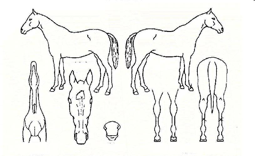 ��ٵ���� ����,���,�޸�,�λ�,�ٸ��� Ư¡����