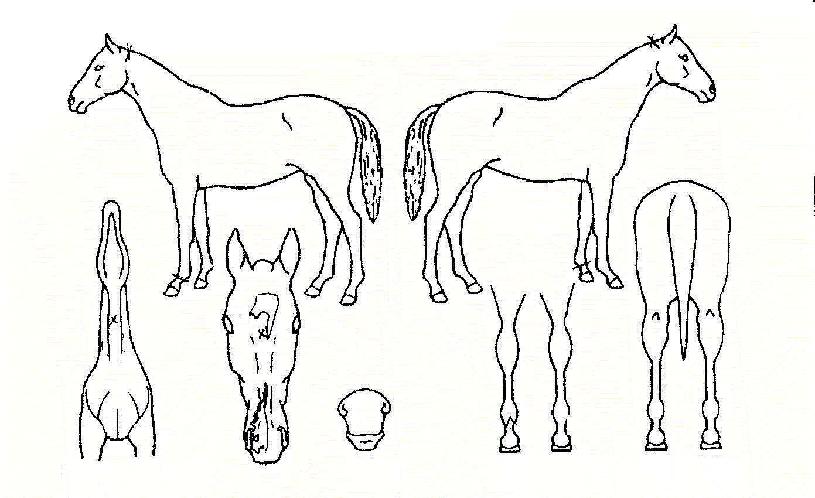 �ݷ���Ų���ڸ��� ����,���,�޸�,�λ�,�ٸ��� Ư¡����