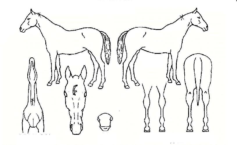 õ������� ����,���,�޸�,�λ�,�ٸ��� Ư¡����