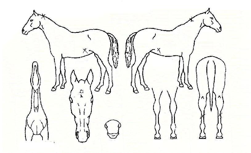 ����׼��� ����,���,�޸�,�λ�,�ٸ��� Ư¡����