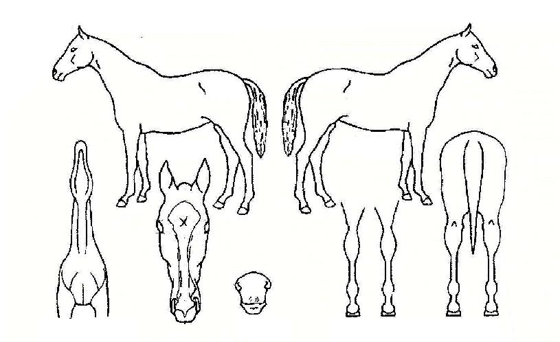 �»��� ����,���,�޸�,�λ�,�ٸ��� Ư¡����