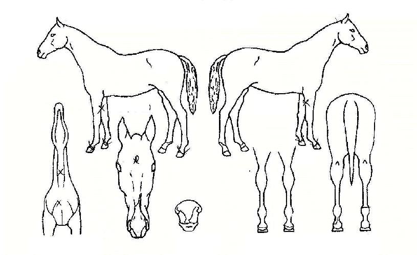 ÇÁ·Î¸ð¸®ÀÇ Ãø¸é,¿ì¸é,µÞ¸é,µÎ»ó,´Ù¸®ÀÇ Æ¯Â¡µµÇØ