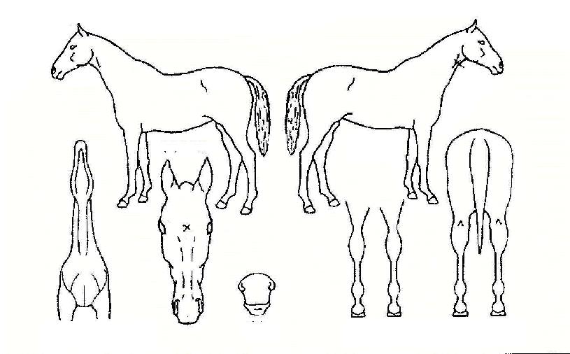 ÇØ¿À¸§Áö±âÀÇ Ãø¸é,¿ì¸é,µÞ¸é,µÎ»ó,´Ù¸®ÀÇ Æ¯Â¡µµÇØ