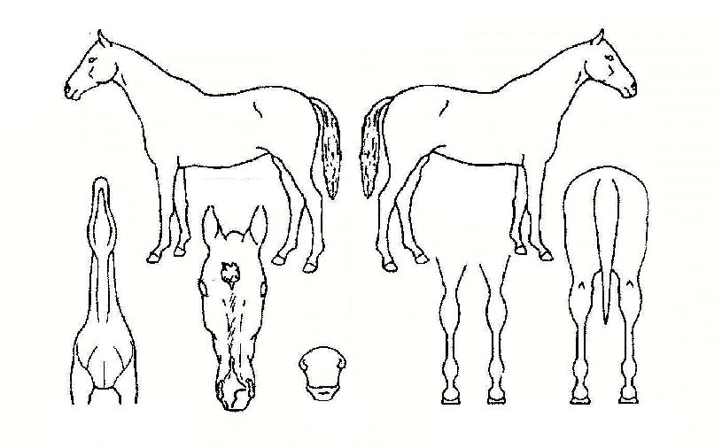 ���̾Ƹ������ ����,���,�޸�,�λ�,�ٸ��� Ư¡����