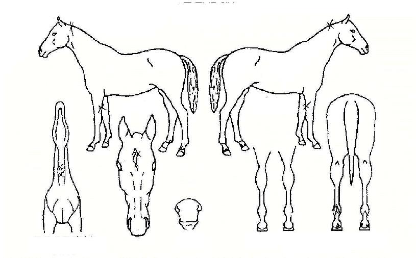 ÇÎũŸÀ̰ÅÀÇ Ãø¸é,¿ì¸é,µÞ¸é,µÎ»ó,´Ù¸®ÀÇ Æ¯Â¡µµÇØ