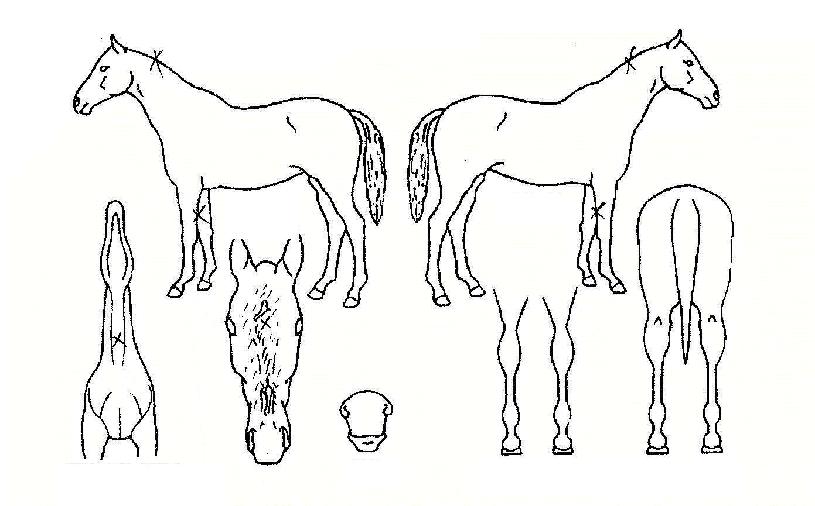 ���̵���Ŭ�����ڸ��� ����,���,�޸�,�λ�,�ٸ��� Ư¡����