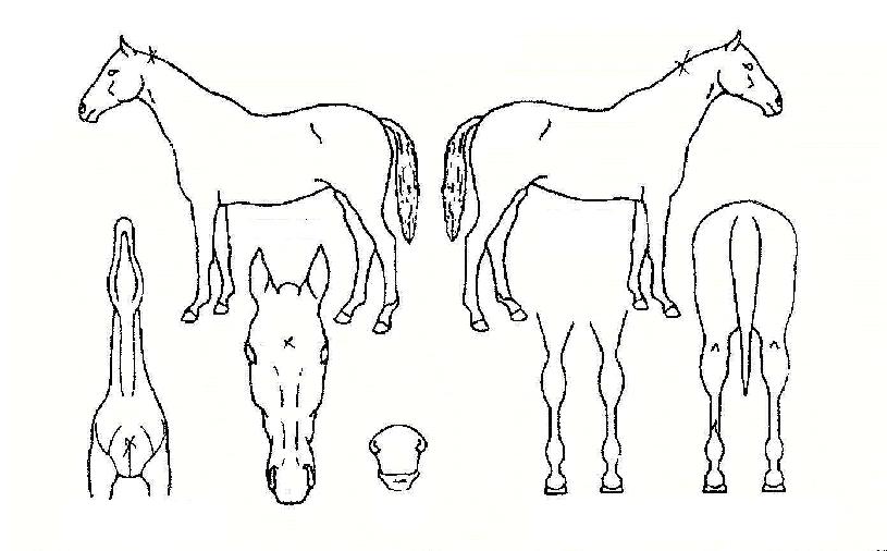 ÀºÀûºÀÀÇ Ãø¸é,¿ì¸é,µÞ¸é,µÎ»ó,´Ù¸®ÀÇ Æ¯Â¡µµÇØ