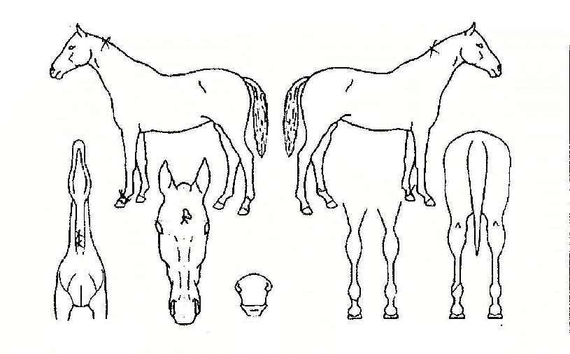 �ݻ���� ����,���,�޸�,�λ�,�ٸ��� Ư¡����