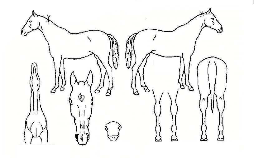 ����������� ����,���,�޸�,�λ�,�ٸ��� Ư¡����