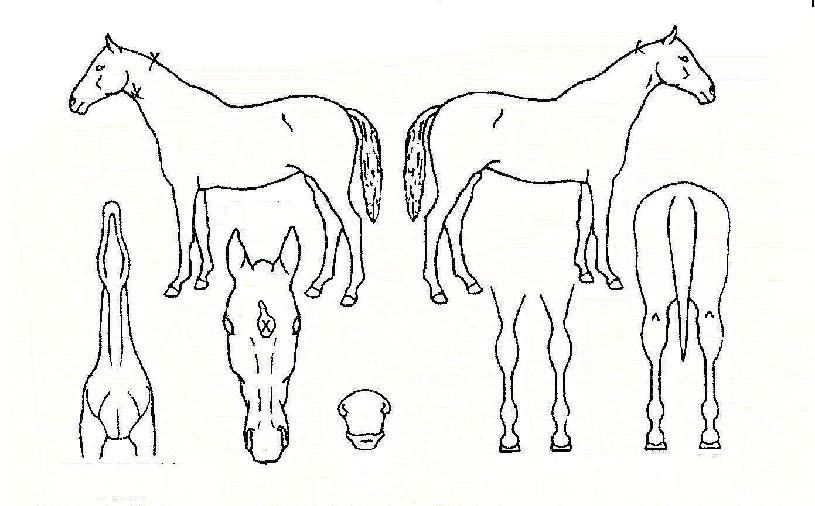 ³ªÀ̽ºÃ¨ÇÁÀÇ Ãø¸é,¿ì¸é,µÞ¸é,µÎ»ó,´Ù¸®ÀÇ Æ¯Â¡µµÇØ