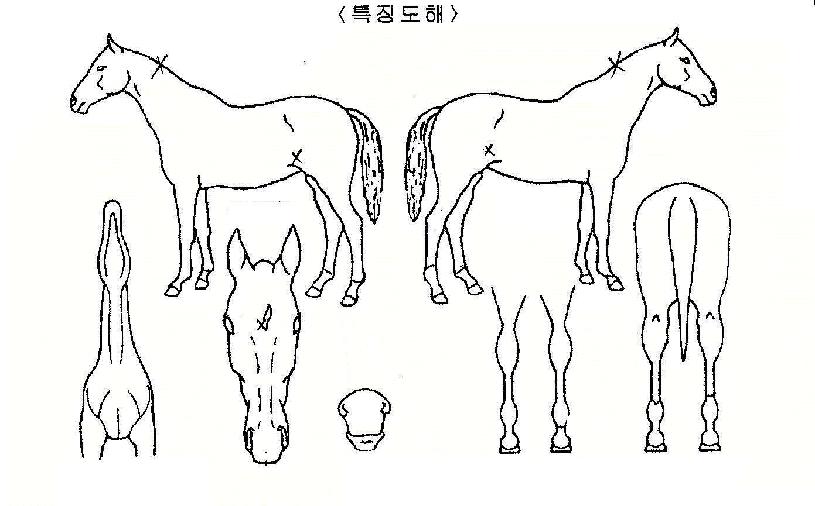 ½Ç¹öÅ·ÀÇ Ãø¸é,¿ì¸é,µÞ¸é,µÎ»ó,´Ù¸®ÀÇ Æ¯Â¡µµÇØ