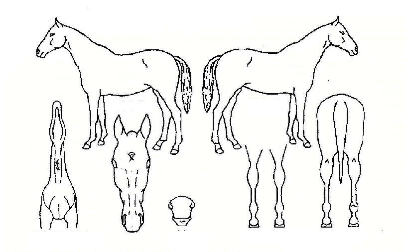 ������ڸ��� ����,���,�޸�,�λ�,�ٸ��� Ư¡����