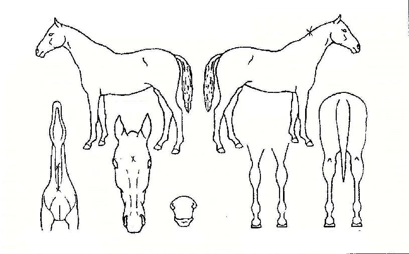 ŸŬ¶ó¸¶ÄÀÇ Ãø¸é,¿ì¸é,µÞ¸é,µÎ»ó,´Ù¸®ÀÇ Æ¯Â¡µµÇØ