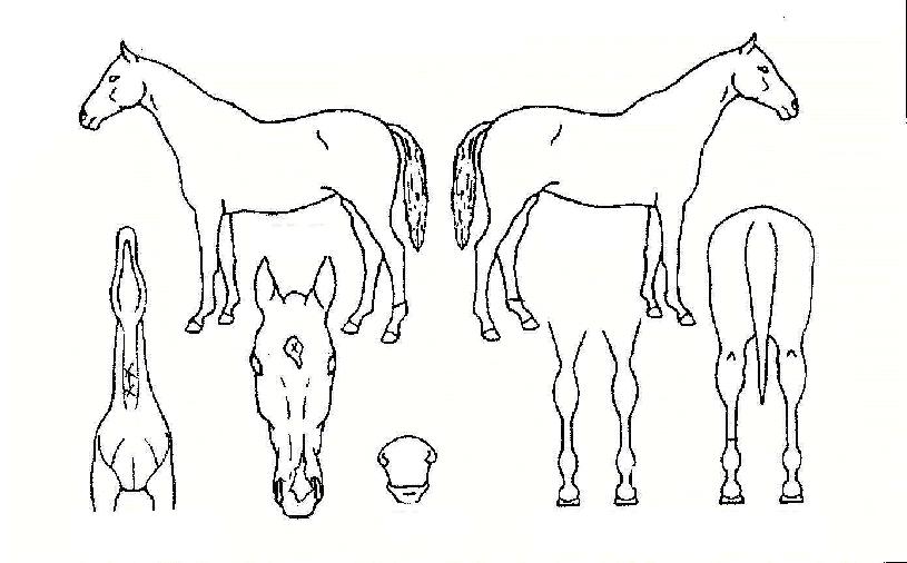 ¼öÆÛÇ÷¯½ºÀÇ Ãø¸é,¿ì¸é,µÞ¸é,µÎ»ó,´Ù¸®ÀÇ Æ¯Â¡µµÇØ