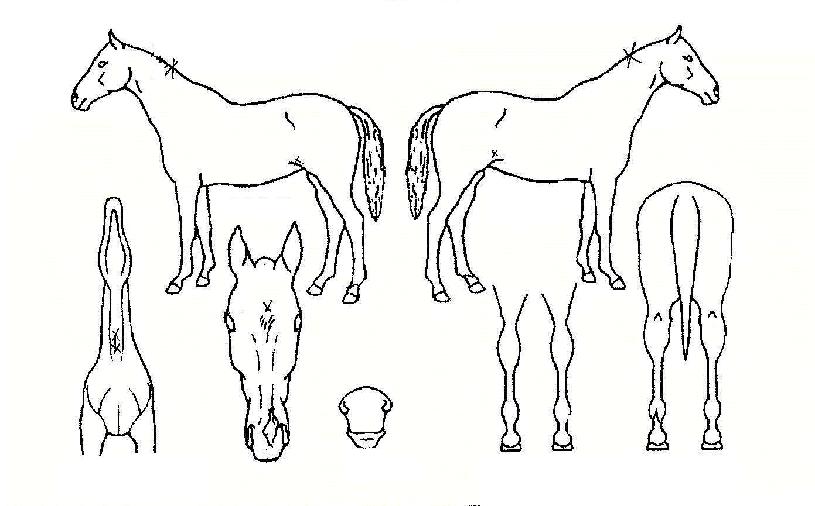 ´Ù¹°±ºÀÇ Ãø¸é,¿ì¸é,µÞ¸é,µÎ»ó,´Ù¸®ÀÇ Æ¯Â¡µµÇØ