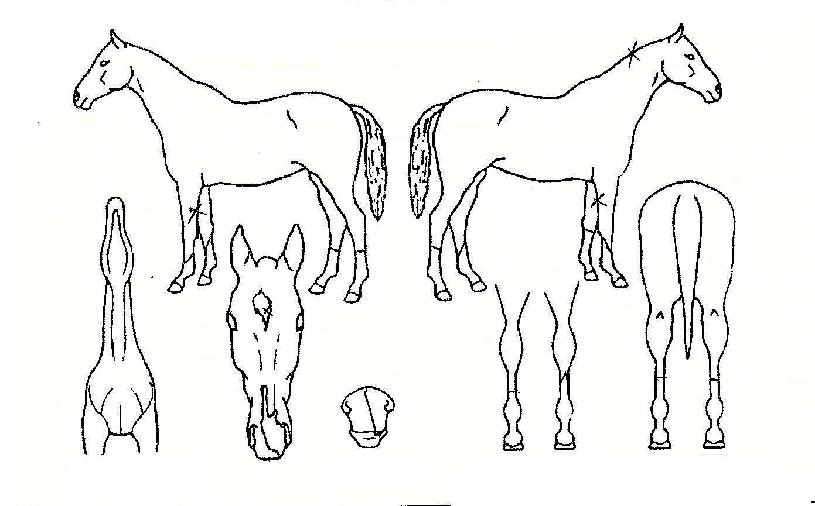 ��ǳ������ ����,���,�޸�,�λ�,�ٸ��� Ư¡����