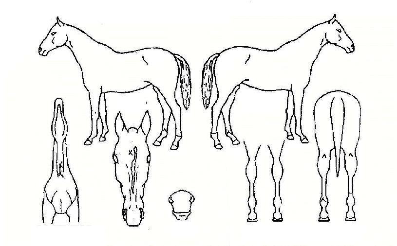 õ»óÀǾÆÄ§ÀÇ Ãø¸é,¿ì¸é,µÞ¸é,µÎ»ó,´Ù¸®ÀÇ Æ¯Â¡µµÇØ