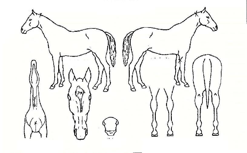 °ü¿ì¿ë¸ÍÀÇ Ãø¸é,¿ì¸é,µÞ¸é,µÎ»ó,´Ù¸®ÀÇ Æ¯Â¡µµÇØ