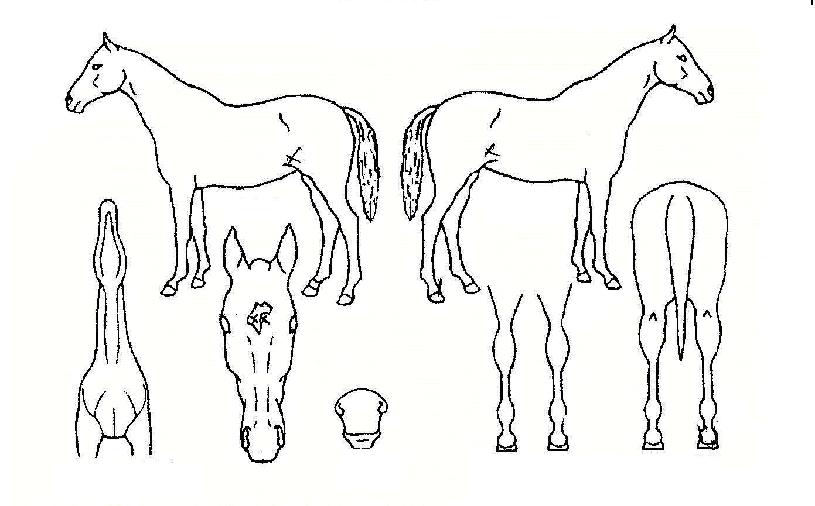 ºÎ°æÃ¨ÇǾðÀÇ Ãø¸é,¿ì¸é,µÞ¸é,µÎ»ó,´Ù¸®ÀÇ Æ¯Â¡µµÇØ