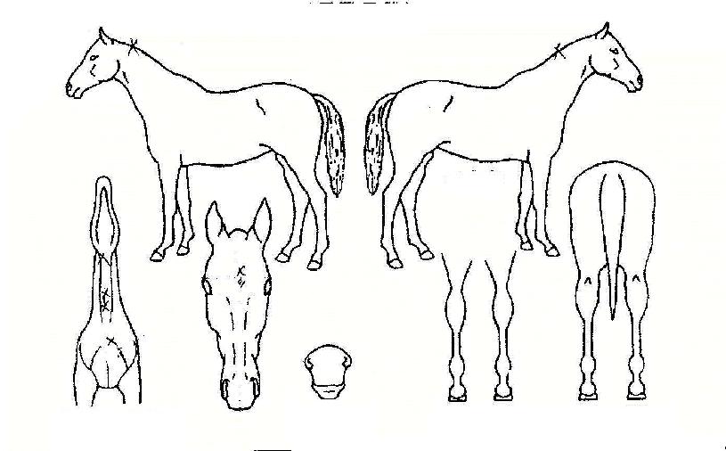 ���Ϸ�Ʈ�÷��� ����,���,�޸�,�λ�,�ٸ��� Ư¡����