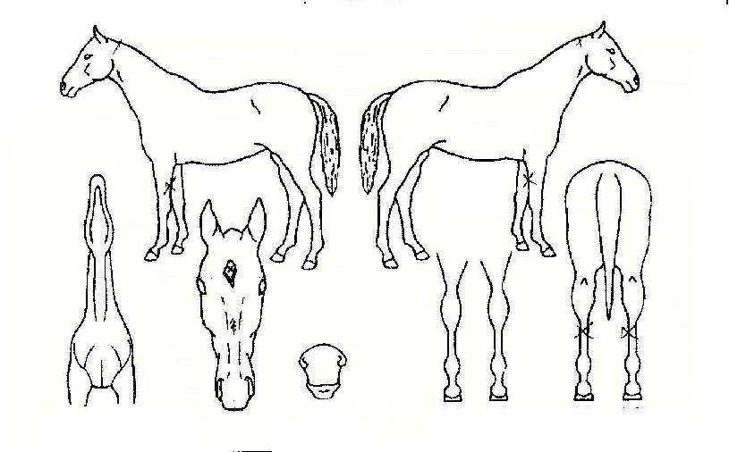 ���¹��� ����,���,�޸�,�λ�,�ٸ��� Ư¡����