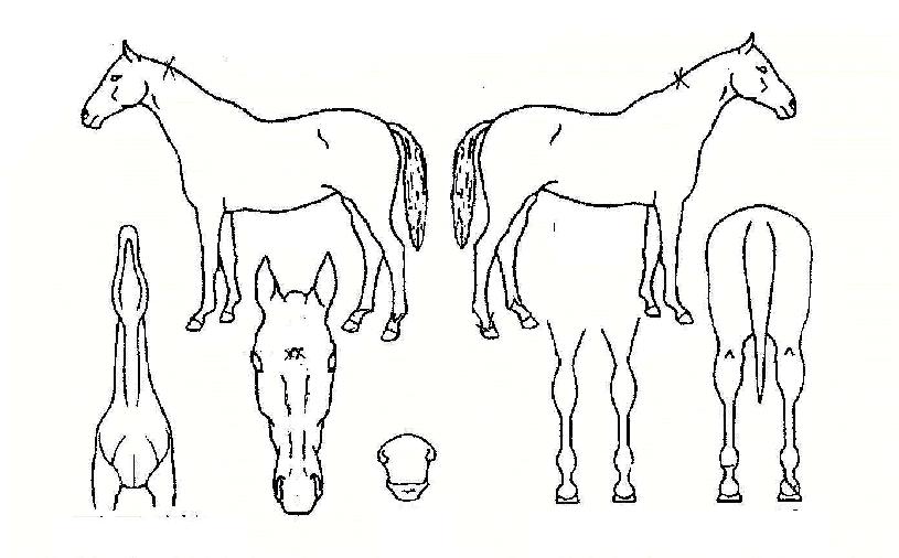 �׷��̾���� ����,���,�޸�,�λ�,�ٸ��� Ư¡����