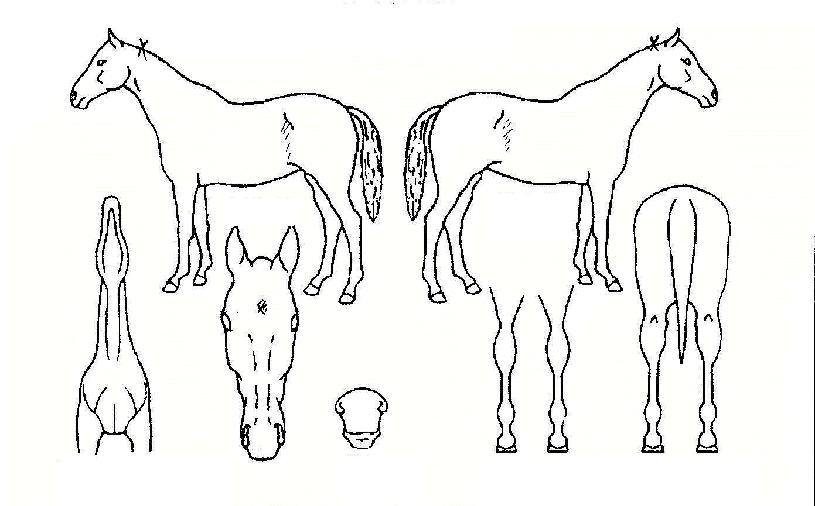 �����ڸ��� ����,���,�޸�,�λ�,�ٸ��� Ư¡����