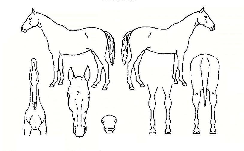 ���������� ����,���,�޸�,�λ�,�ٸ��� Ư¡����