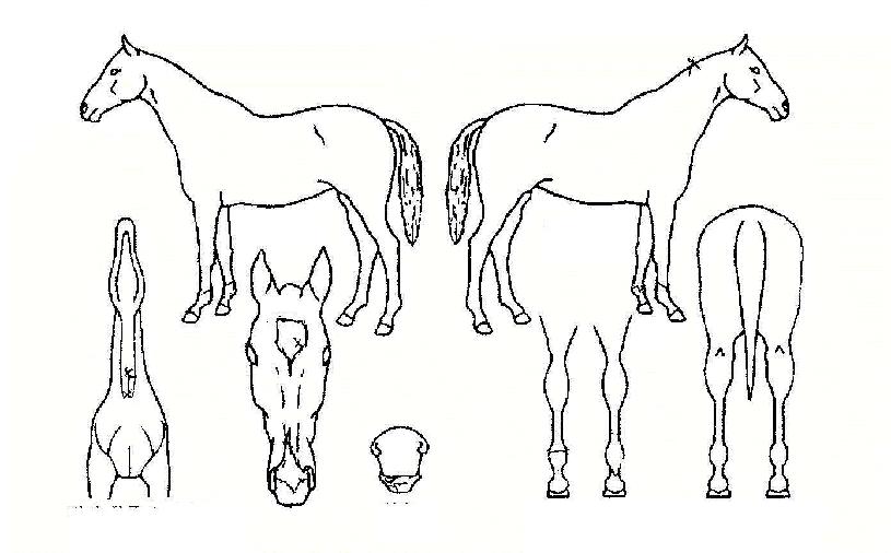 ��������� ����,���,�޸�,�λ�,�ٸ��� Ư¡����